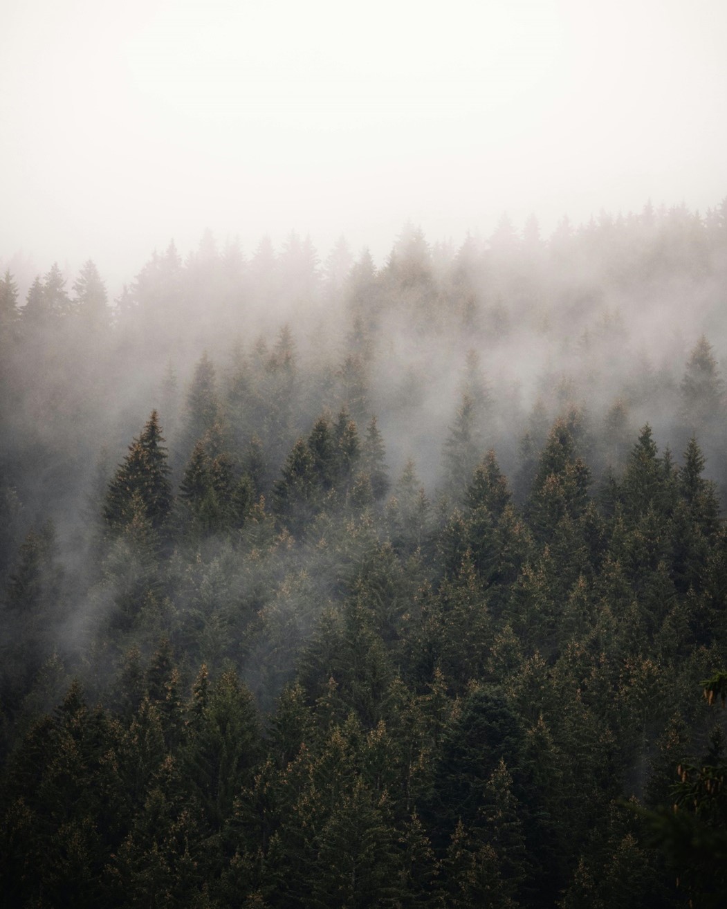 Ein grüner Nadelwald an einem Berg. Durch die grünen Bäume schwebt Nebel