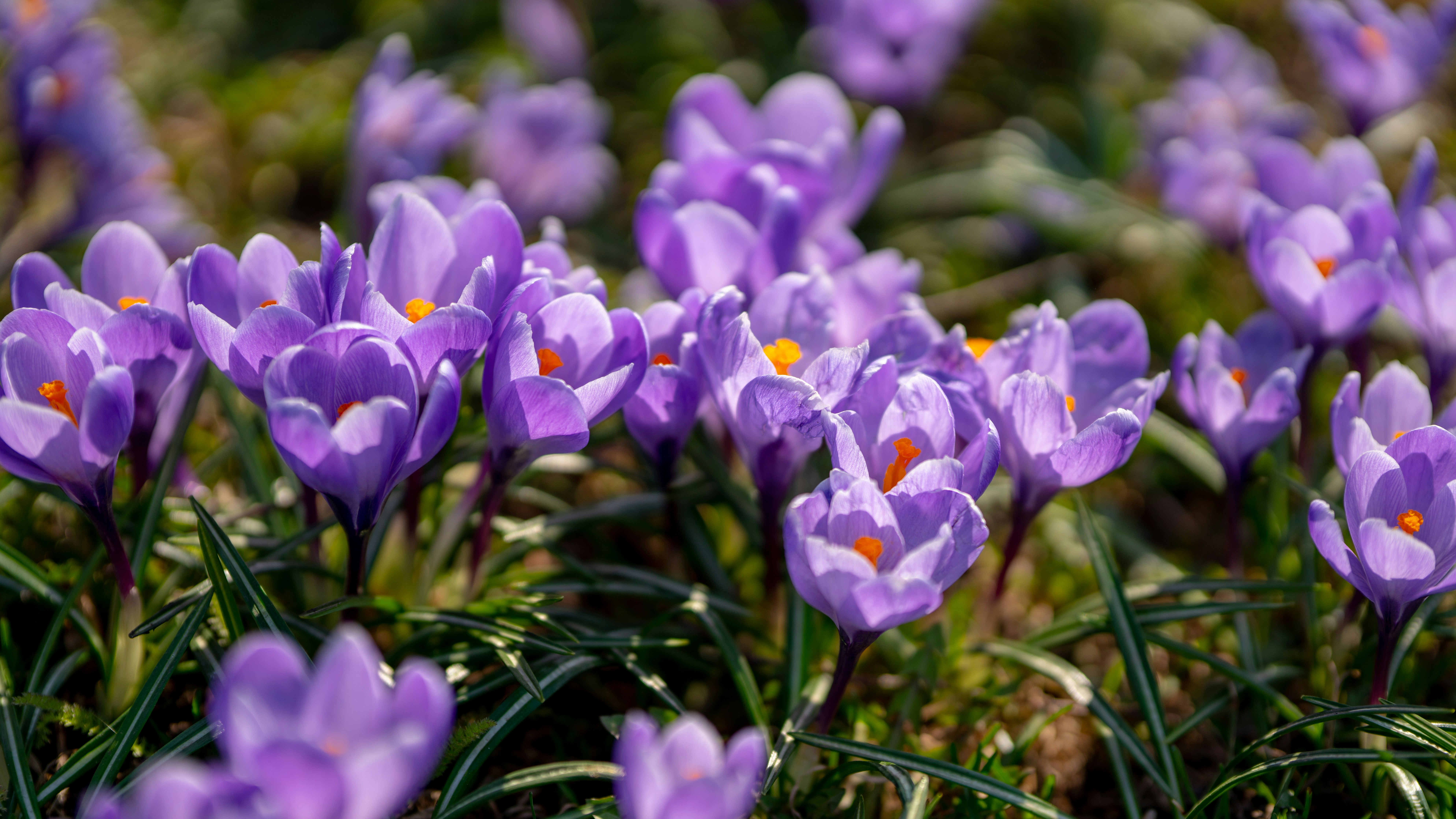 ein Strauß lila Blumen, die im Gras sind